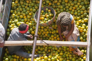 NAGPUR, MAHARASHTRA, INDIA 3 Aralık 2014: Kimliği belirsiz bir işçi Nagpur, Maharashtra, Nagpur 'daki toptan sebze pazarında portakal sınıflandırıyor.