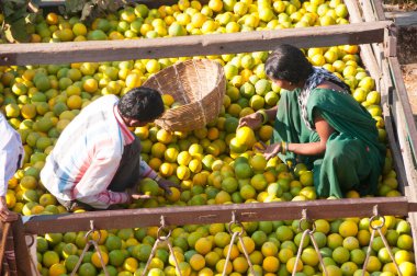 NAGPUR, MAHARASHTRA, INDIA 3 Aralık 2014: Kimliği belirsiz bir işçi Nagpur, Maharashtra, Nagpur 'daki toptan sebze pazarında portakal sınıflandırıyor.