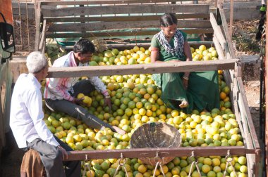 NAGPUR, MAHARASHTRA, INDIA 3 Aralık 2014: Kimliği belirsiz bir işçi Nagpur, Maharashtra, Nagpur 'daki toptan sebze pazarında portakal sınıflandırıyor.