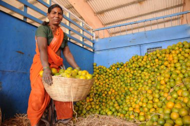 NAGPUR, MAHARASHTRA, INDIA 3 Aralık 2014: Nagpur, Maharashtra, Nagpur 'daki toptan sebze pazarında portakal sınıflandırmak.