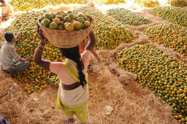 NAGPUR, MAHARASHTRA, INDIA 3 Aralık 2014: Nagpur, Maharashtra, Nagpur 'daki toptan sebze pazarında portakal sınıflandırmak.