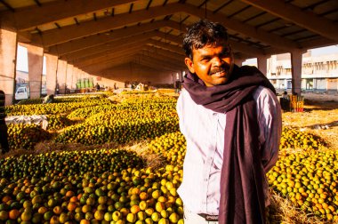 NAGPUR, MAHARASHTRA, INDIA 3 Aralık 2014: Nagpur, Maharashtra, Nagpur 'daki toptan sebze pazarında portakal sınıflandırmak.