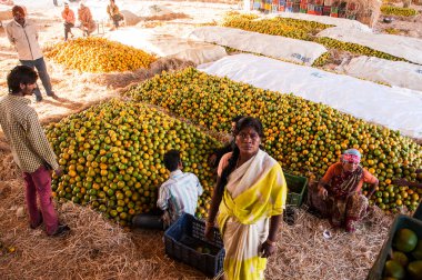 NAGPUR, MAHARASHTRA, INDIA 3 Aralık 2014: Kimliği belirsiz bir işçi Nagpur, Maharashtra, Nagpur 'daki toptan sebze pazarında portakal sınıflandırıyor.