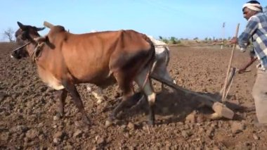 Hindistan 'da Maharashtra' da boğa süren Hintli çiftçi..