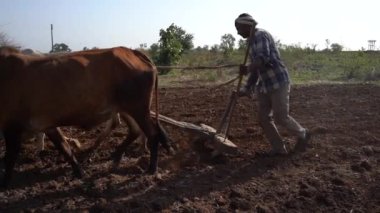 Hindistan 'da Maharashtra' da boğa süren Hintli çiftçi..