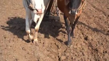 Hindistan 'da Maharashtra' da boğa süren Hintli çiftçi..