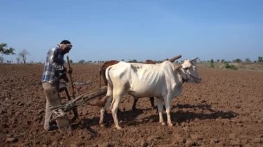 Hindistan 'da Maharashtra' da boğa süren Hintli çiftçi..