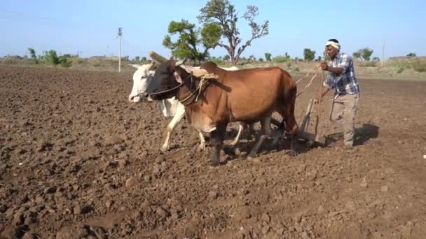 Indiase Boer Ploegt Met Stier Zijn Veld Maharashtra India — Stockvideo