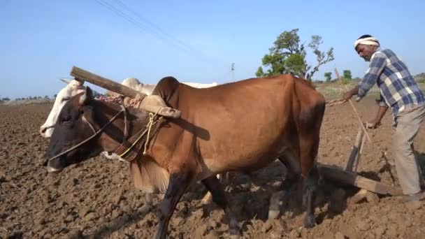 Indiase Boer Ploegt Met Stier Zijn Veld Maharashtra India — Stockvideo