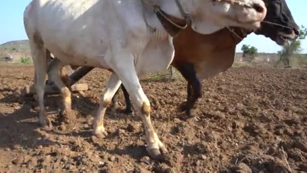 Indischer Bauer Pflügt Mit Stier Auf Seinem Feld Maharashtra Indien — Stockvideo