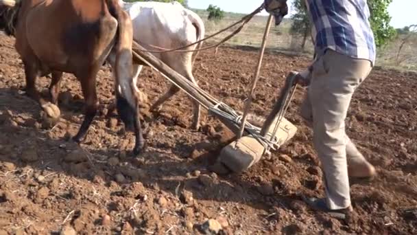 Indischer Bauer Pflügt Mit Stier Auf Seinem Feld Maharashtra Indien — Stockvideo