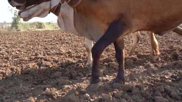 Fermier Indien Labourant Avec Des Taureaux Dans Son Champ Maharashtra — Video