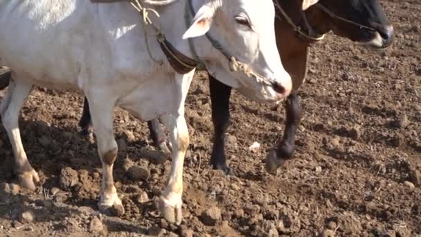 Fermier Indien Labourant Avec Des Taureaux Dans Son Champ Maharashtra — Video