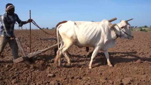 Fermier Indien Labourant Avec Des Taureaux Dans Son Champ Maharashtra — Video