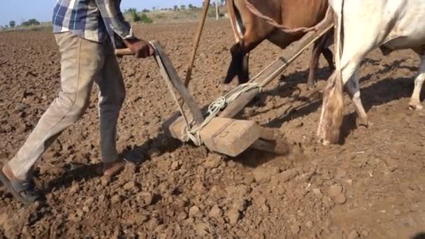 Agricultor Indiano Arado Com Touro Seu Campo Maharashtra Índia — Vídeo de Stock