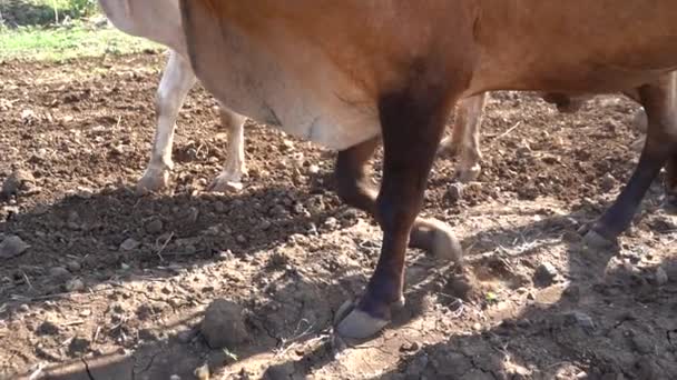 インドのマハラシュトラ州の彼の畑で牛と耕すインドの農家 — ストック動画