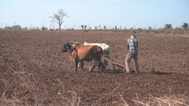 Agricultor Indiano Arado Com Touro Seu Campo Maharashtra Índia — Vídeo de Stock