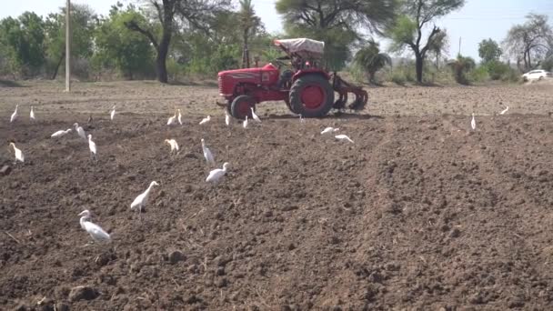 Nashik Maharashtra India June 2020 Unidentified Farmer Tractor Preparing Land — Stock Video