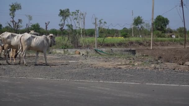 Nashik Maharashtra India Czerwca 2020 Niezidentyfikowani Szczęśliwi Indyjscy Mieszkańcy Wsi — Wideo stockowe