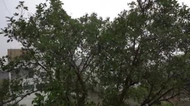 Güçlü rüzgar, esen rüzgar, yağmur fırtınası, ağaçları sallayan fırtına..