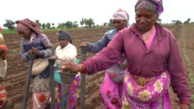 AKOLA, MAHARASHTRA, INDIA 23 HAZİRAN 2020: Çiftçiler geleneksel yollarla tarlaya soya tohumu ekiyorlar. Tarlada çalışmak için öküz kullanan çiftçi, Hint tarım sahnesi.