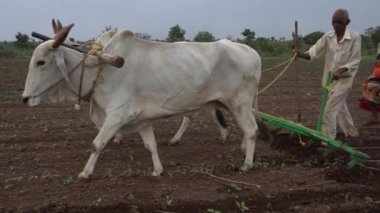 AKOLA, MAHARASHTRA, INDIA 23 HAZİRAN 2020: Çiftçiler geleneksel yollarla tarlaya soya tohumu ekiyorlar. Tarlada çalışmak için öküz kullanan çiftçi, Hint tarım sahnesi.