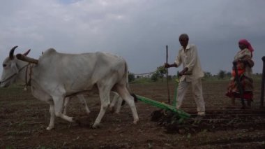 AKOLA, MAHARASHTRA, INDIA 23 HAZİRAN 2020: Çiftçiler geleneksel yollarla tarlaya soya tohumu ekiyorlar. Tarlada çalışmak için öküz kullanan çiftçi, Hint tarım sahnesi.