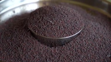 Hardal tohumlarını kapat / Rai veya kahverengi hardal tohumlarını.