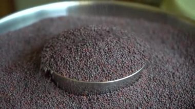 Hardal tohumlarını kapat / Rai veya kahverengi hardal tohumlarını.