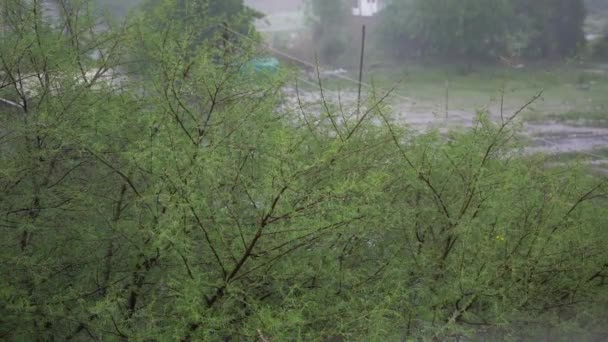 Silný Vítr Vanoucí Vítr Dešťová Bouře Vichřice Otřásající Stromy — Stock video