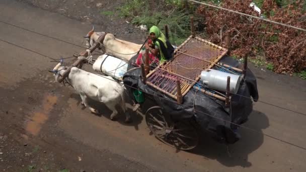 Amravati Maharashtra India June 2020 Сільські Жителі Ребарі Стабільні Отарою — стокове відео