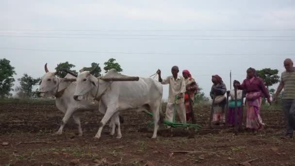 Akola Maharashtra India June 2020 Farmer Sowing Soybean Seeds Field — Stock Video