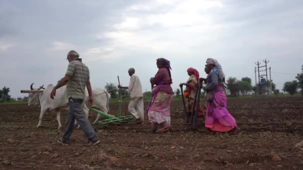Akola Maharashtra Indien Juni 2020 Bauern Säen Sojabohnensamen Auf Dem — Stockvideo