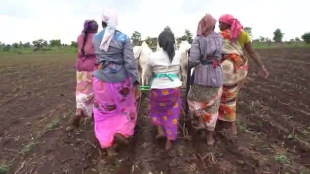 Akola Maharashtra India June 2020 Farmer Sowing Soybean Seeds Field — Stock Video