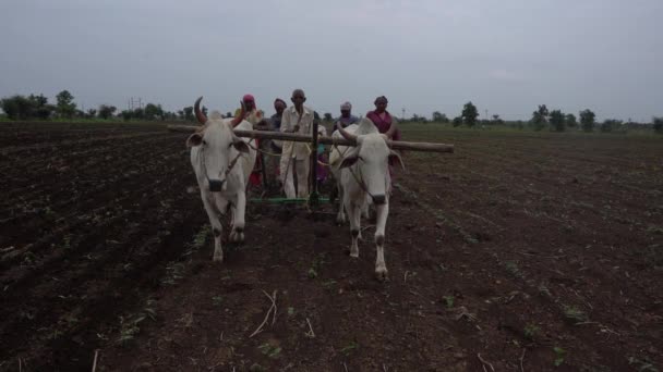 Akola Maharashtra India June 2020 농부들은 전통적 방법으로 가지고 뿌리고 — 비디오