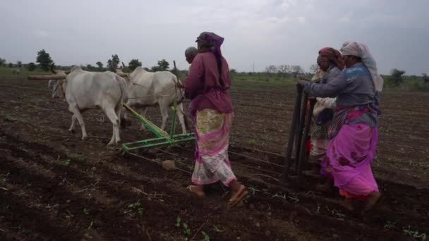 Akola Maharashtra Índia Junho 2020 Agricultores Estão Semeando Sementes Soja — Vídeo de Stock