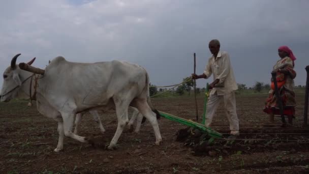 Akola Maharashtra India June 2020 农民们正在用传统的耕作方式在田地里播种大豆种子 那里有一对牛 农民利用牛在田里干活 印度耕作 — 图库视频影像