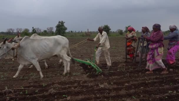 Akola Maharashtra India Hazi Ran 2020 Çiftçiler Geleneksel Yollarla Tarlaya — Stok video