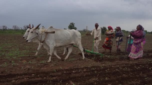 Akola Maharashtra Indien Juni 2020 Bauern Säen Sojabohnensamen Auf Dem — Stockvideo