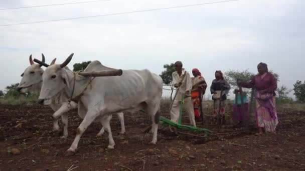 Akola Maharashtra India Juni 2020 Boeren Zaaien Traditionele Wijze Sojabonen — Stockvideo