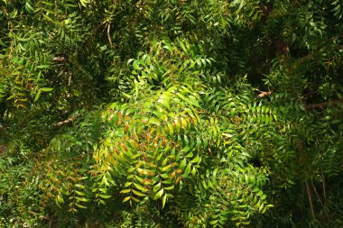 Azadirachta indica - Neem ağacı yapraklarının bir dalı. Doğal Tıp.