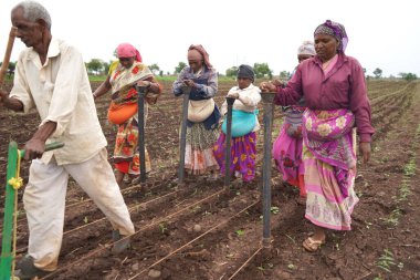 AKOLA, MAHARASHTRA, INDIA 23 HAZİRAN 2020: Öküzlerle çalışan çiftçi, tarlada çalışmak için öküz kullanan çiftçi, Hint tarım sahnesi