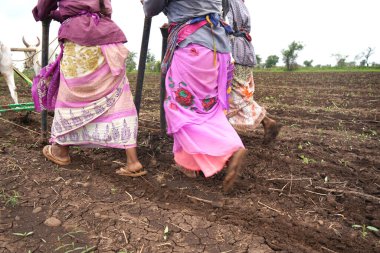 AKOLA, MAHARASHTRA, INDIA 23 HAZİRAN 2020: Öküzlerle çalışan çiftçi, tarlada çalışmak için öküz kullanan çiftçi, Hint tarım sahnesi