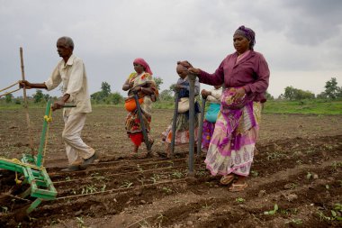 AKOLA, MAHARASHTRA, INDIA 23 HAZİRAN 2020: Öküzlerle çalışan çiftçi, tarlada çalışmak için öküz kullanan çiftçi, Hint tarım sahnesi