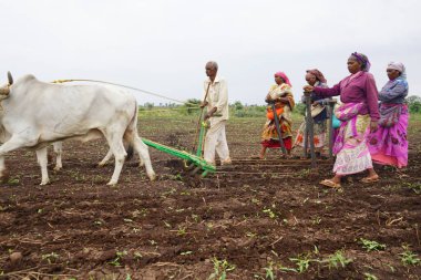 AKOLA, MAHARASHTRA, INDIA 23 HAZİRAN 2020: Öküzlerle çalışan çiftçi, tarlada çalışmak için öküz kullanan çiftçi, Hint tarım sahnesi