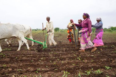 AKOLA, MAHARASHTRA, INDIA 23 HAZİRAN 2020: Öküzlerle çalışan çiftçi, tarlada çalışmak için öküz kullanan çiftçi, Hint tarım sahnesi