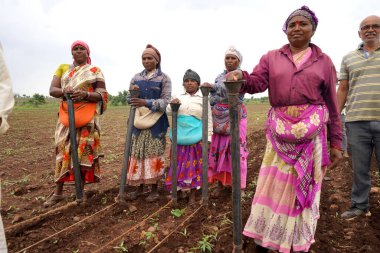 AKOLA, MAHARASHTRA, INDIA 23 HAZİRAN 2020: Öküzlerle çalışan çiftçi, tarlada çalışmak için öküz kullanan çiftçi, Hint tarım sahnesi