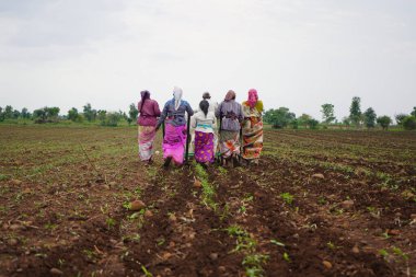 AKOLA, MAHARASHTRA, INDIA 23 HAZİRAN 2020: Öküzlerle çalışan çiftçi, tarlada çalışmak için öküz kullanan çiftçi, Hint tarım sahnesi