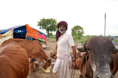 AMRAVATI, MAHARASHTRA, INDIA 27 HAZİRAN 2020: Yerel süt çiftliğinde ineğini sağan bir mandıra çiftçisi, Hint tarım sahnesi.