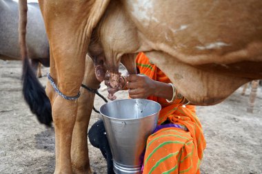 AMRAVATI, MAHARASHTRA, INDIA 27 HAZİRAN 2020: Yerel süt çiftliğinde ineğini sağan bir mandıra çiftçisi, Hint tarım sahnesi.